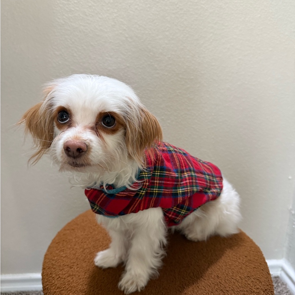 Plaid Dog Sweater - Red and Blue